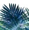 Palms Leaves by Emanuela Carratoni Shower Curtain 71&#x22; x 74&#x22;